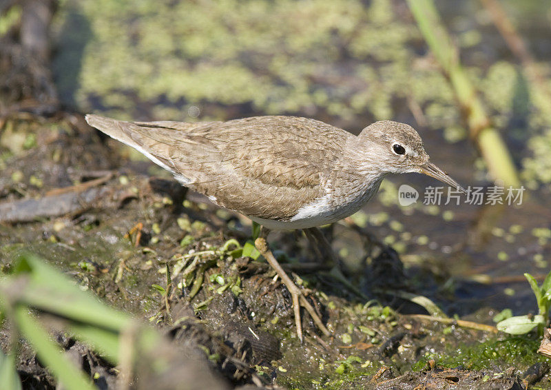 普通鹬(Actitis hypoleucos)